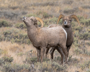 Bighorn Sheep