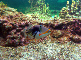 Fototapeta na wymiar Tropical fish in water
