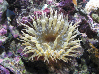 Coral reef in an aquarium