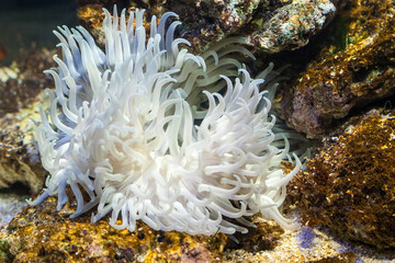 Fototapeta na wymiar White sea anemone in aquarium