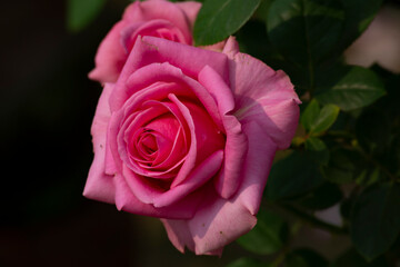 pink rose with dew drops
