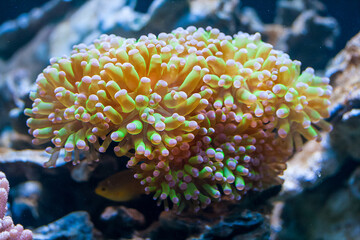 Fototapeta na wymiar Coral polyp