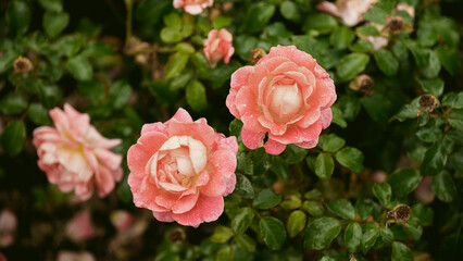 Beautiful fresh roses. Natural background. Roses on a garden bush. Сlose-up  of red roses