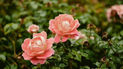 Beautiful fresh roses. Natural background. Roses on a garden bush. Сlose-up  of red roses