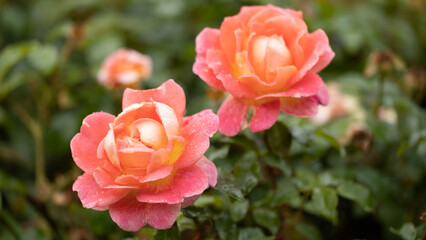 Beautiful fresh roses. Natural background. Roses on a garden bush. Сlose-up  of red roses