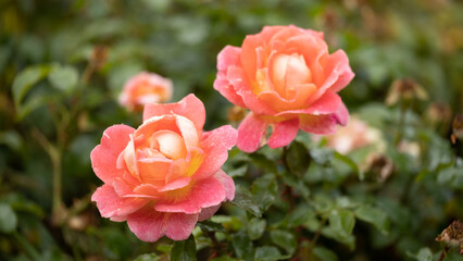 Beautiful fresh roses. Natural background. Roses on a garden bush. Сlose-up  of red roses