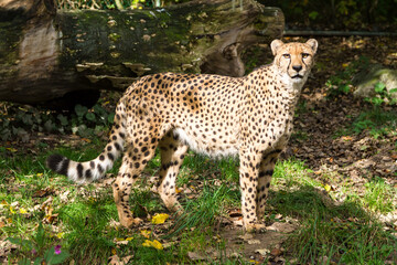 Side portrait of cheetah