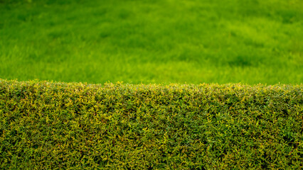 Nature green grass and hedge with bokeh background. Nature spring grass background texture and summer background