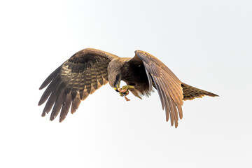 Mid Air Meal...MaM :)