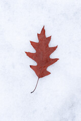 Red oak leaf falling on the snow