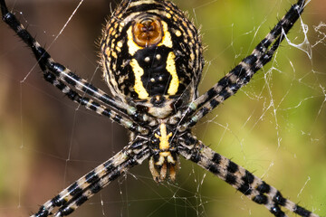 Spider on web