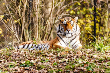 Portrait of a tiger