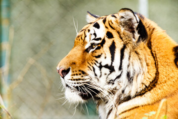 Portrait of a tiger
