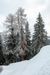 Forêt de sapins dans la neige