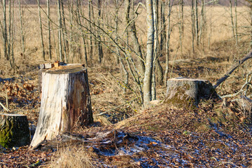 An old rotten tree trunk in a deciduous forest in late fall
