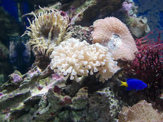 Fototapeta na wymiar Corals and marine life in aquarium