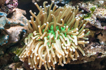 Fototapeta na wymiar Tropical sea coral