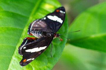 Butterfly on a leaf