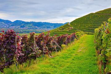 The beautiful grape harvest