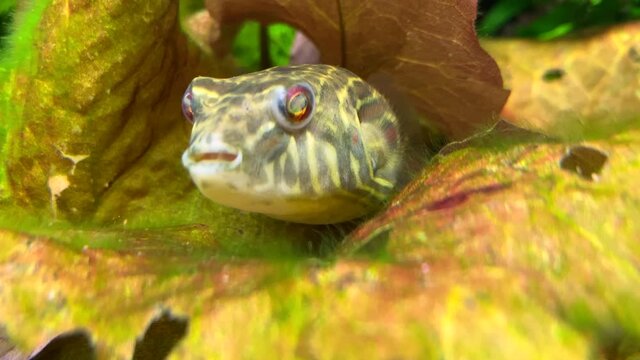 Pufferfish slowly swims between plants leaves. Puffer fish with black spots. Tetraodon lineatus. Selective focus.