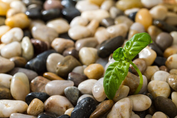 Green plant growing in stones