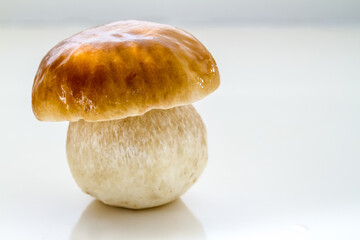 Ripe porcino mushroom