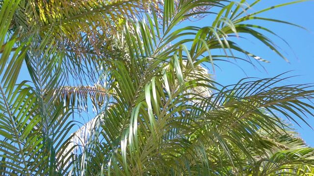 Palm trees in California in slow motion 120fps