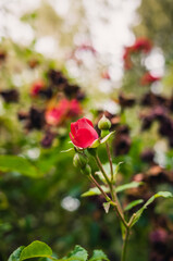 red rose in the garden