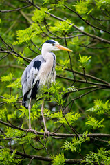 Grey heron on tree branch
