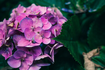 hydrangea