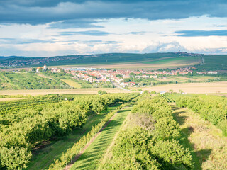 Fototapeta na wymiar Family vineyards form a traditional landscape, upper view
