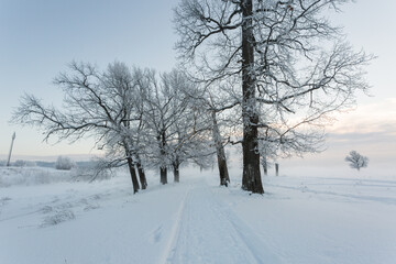 Fototapeta na wymiar winter landscape, frozen trees, snowy view, beautiful winter