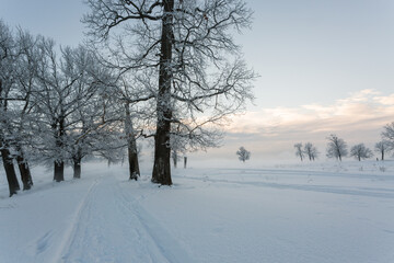 winter landscape, frozen trees, snowy view, beautiful winter