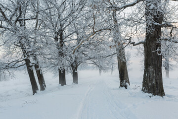 winter landscape, frozen trees, snowy view, beautiful winter