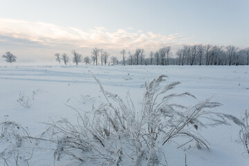 winter landscape, frozen trees, snowy view, beautiful winter