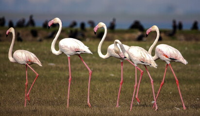 flamingos on the banks of a lake