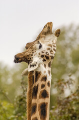 Teleaufnahme des Kopfes einer Giraffe