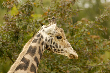 Teleaufnahme des Kopfes einer Giraffe