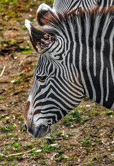 Fototapeta na wymiar Grevy zebra`s head. Latin name - Equus grevyi 