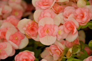 Pale pink petals bloom in the winter wind. Valentine's day design concept and wallpaper background.