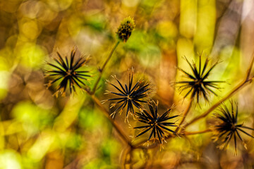 Black-jack plant with barbed seeds