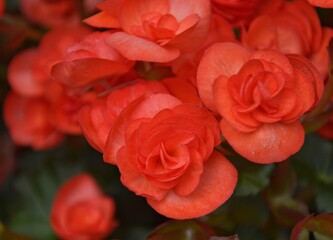 Red petals blooming close-up with blurred background. Valentine and wedding day background design and wallpaper concept.