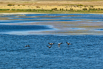 Flock of Egyptian Geese landing on lake
