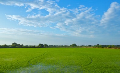 Landscape, blue sky, green fields, early morning concept. Use to design backgrounds and wallpapers.