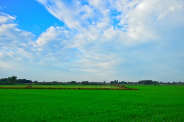 Landscape, blue sky, green fields, early morning concept. Use to design backgrounds and wallpapers.