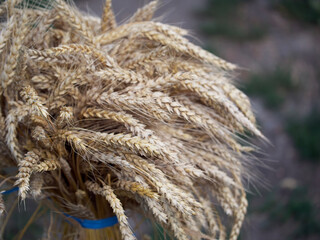 A bunch of ripe wheat ears, close-up. Ripe ears of corn.