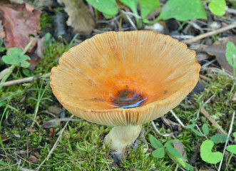 Edible mushroom russula (Russula pectinata)