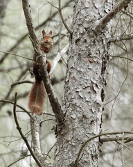 Ardilla roja (Sciurus vulgaris), Castellón, España