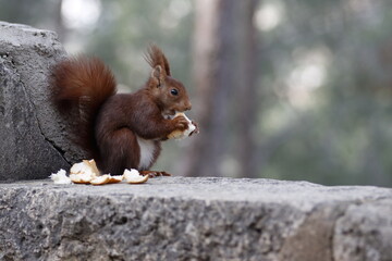 Ardilla roja (Sciurus vulgaris) Segorbe, España