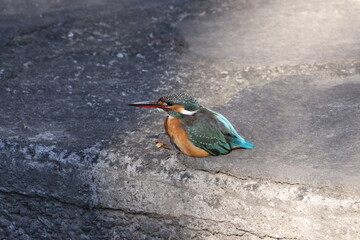 野鳥の宝石と言われているカワセミの写真